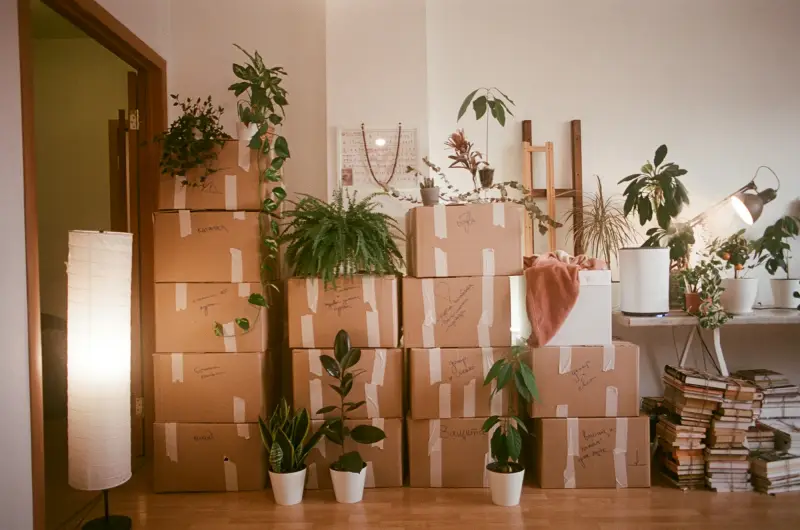 Gepackte Kartons und Zimmerpflanzen – Haushaltsauflösung